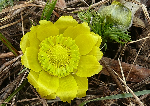 hlaváčik jarný Adonis vernalis L.