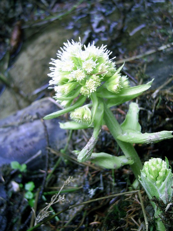 deväťsil biely Petasites albus (L.) P. Gaertn.