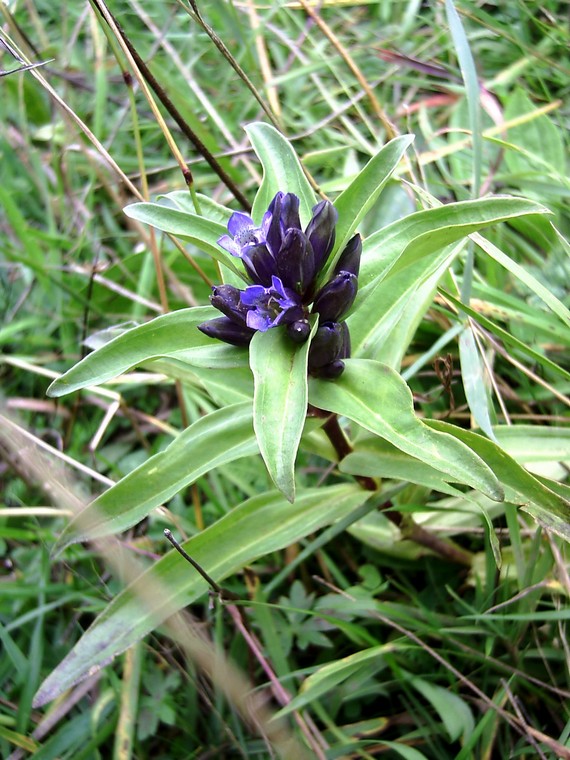 horec krížatý gentiana cruciata L.