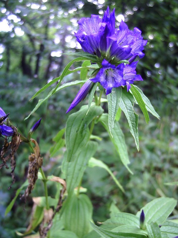 horec luskáčovitý Gentiana asclepiadea L.