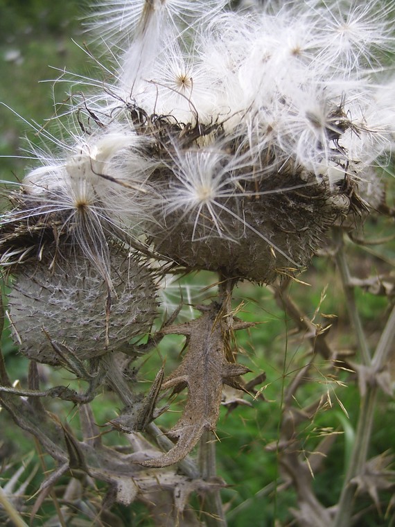 pichliač belohlavý cirsium eriophorum (L.) Scop.