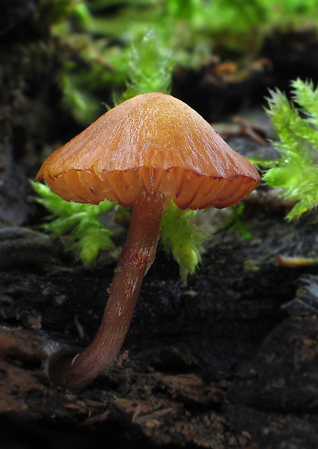 kapucňovka okrovohnedastá Galerina marginata (Batsch) Kühner