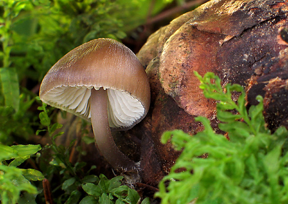 prilbička šišková Mycena strobilicola J. Favre & Kühner