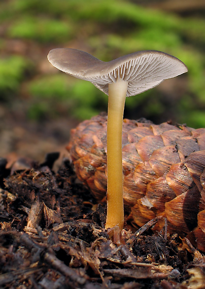 peniazočka smreková Strobilurus esculentus (Wulfen) Singer