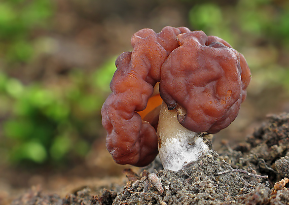 ušiak obyčajný Gyromitra esculenta (Pers.) Fr.