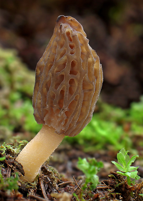 smrčok kužeľovitý Morchella conica Pers.