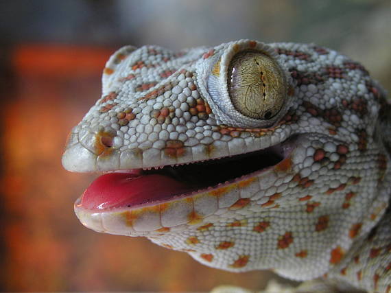 gekón obrovský gekko gecko
