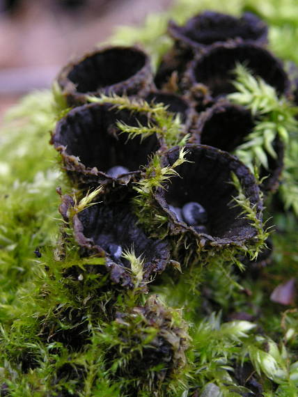 čiaškovec pásikavý Cyathus striatus (Huds.) Willd.