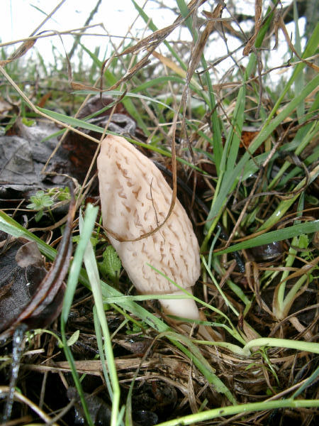 smrčok Morchella sp.