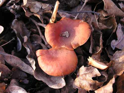 strmuľka Clitocybe sp.