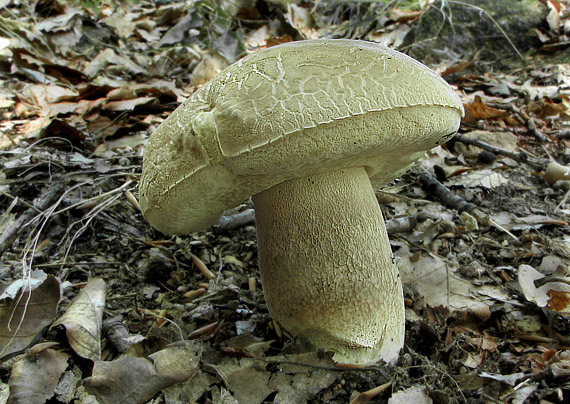 hríb dubový Boletus reticulatus Schaeff.