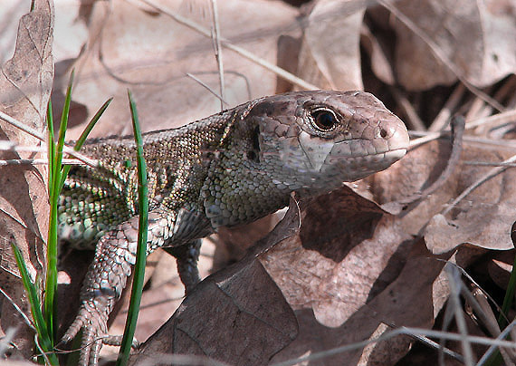 jašterica krátkohlavá Lacerta agilis