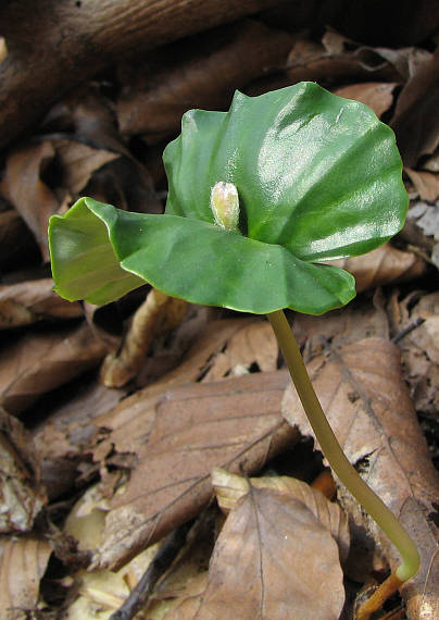 buk lesný Fagus sylvatica L.