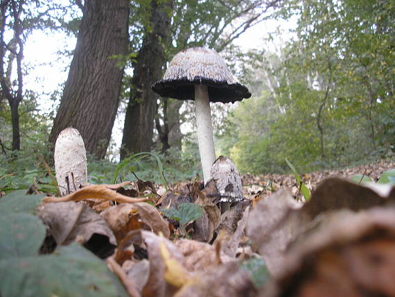 hnojník obyčajný Coprinus comatus