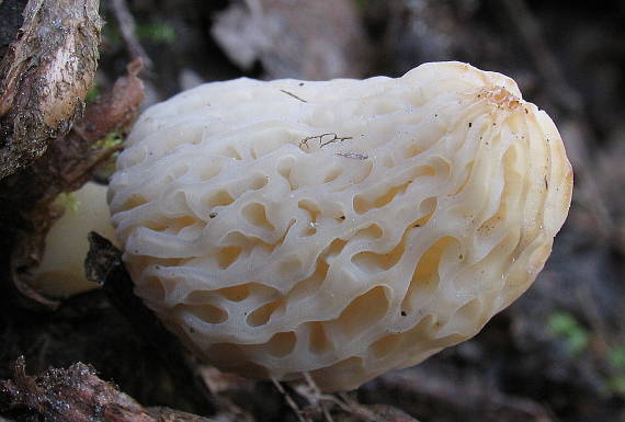 smrčok Morchella sp.