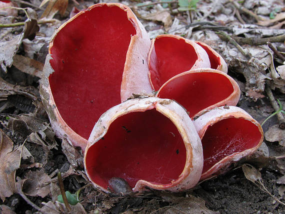 ohnivec šarlátový Sarcoscypha coccinea (Gray) Boud.