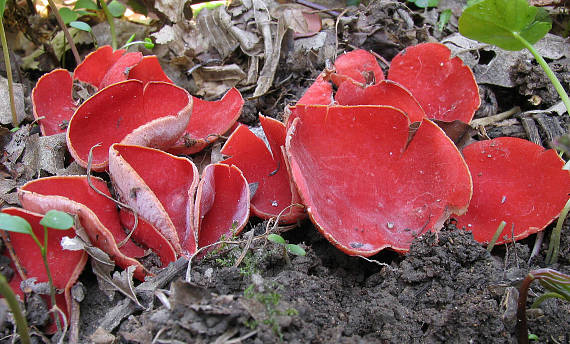 ohnivec šarlátový Sarcoscypha coccinea (Gray) Boud.