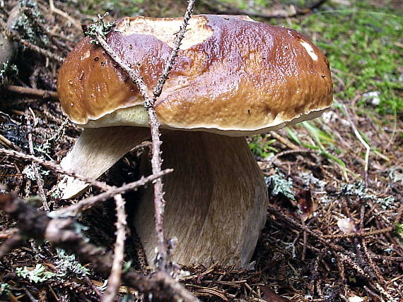 hríb smrekový Boletus edulis Bull.