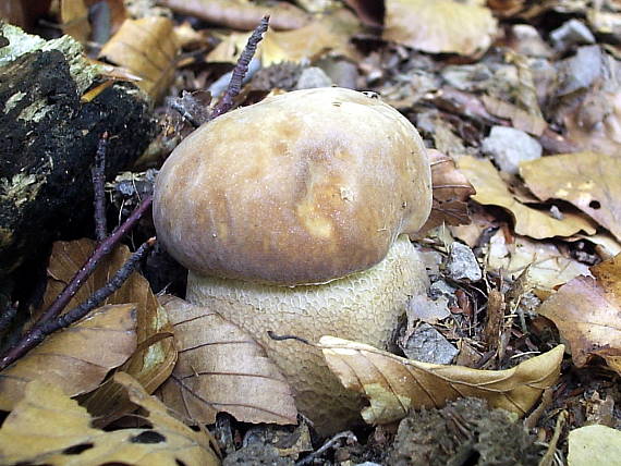 hríb dubový Boletus reticulatus Schaeff.