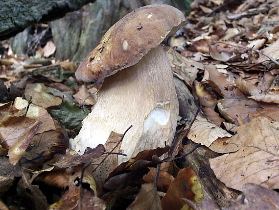 hríb dubový Boletus reticulatus Schaeff.