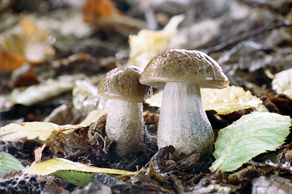 kozáky Leccinum sp.