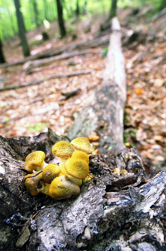 podpňovka Armillaria sp.