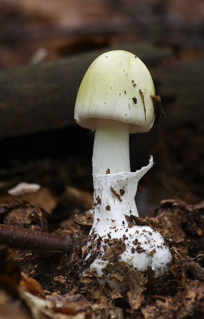 muchotrávka zelená Amanita phalloides (Vaill. ex Fr.) Link