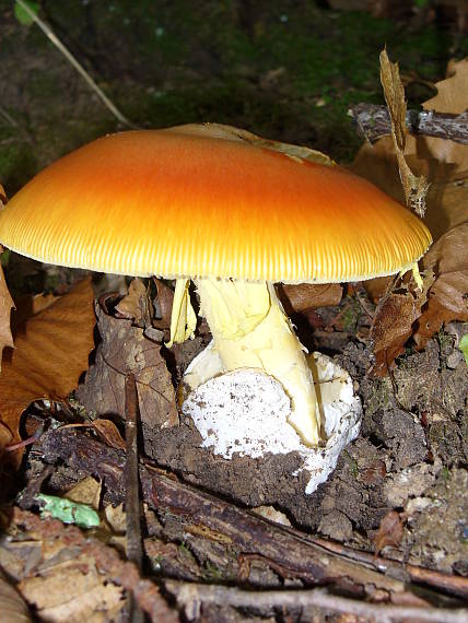 muchomurka cisarka Amanita caesarea (Scop.) Pers.