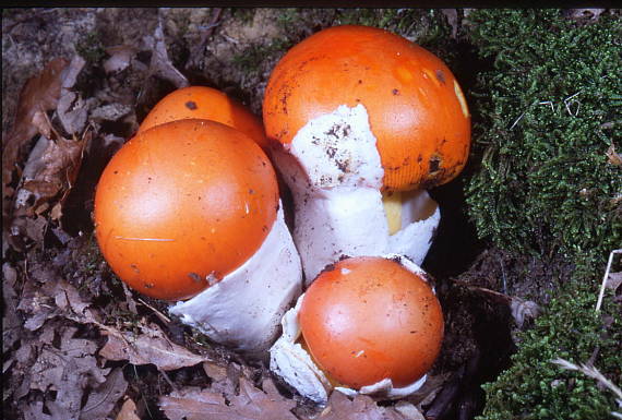 muchomurka cisarka Amanita caesarea (Scop.) Pers.