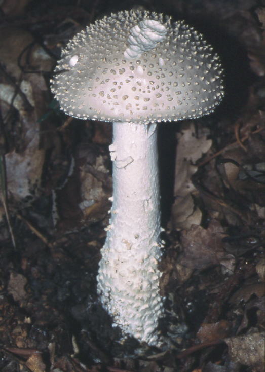 muchotrávka ostnatá Amanita echinocephala (Vittad.) Quél.