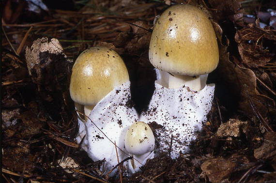 muchotrávka zelená Amanita phalloides (Vaill. ex Fr.) Link