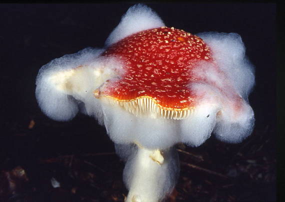 muchotrávka červená Amanita muscaria (L.) Lam.