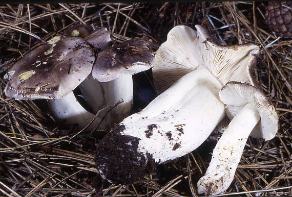 cirovka siva Tricholoma portentosum (Fr.) Quél.