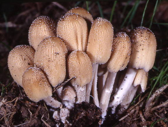 hnojník Coprinus sp.