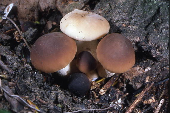 polnicka topolova Agrocybe aegerita (Briganti) Fayod