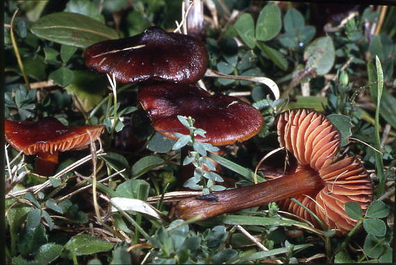 lúčnica kužeľovitá pieskomilná Hygrocybe conica var. conicoides (P.D. Orton) Boertm.