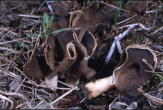 chrapac Helvella monachella (Scop.) Fr.