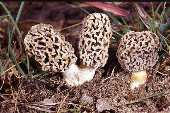 smrčok jedlý Morchella esculenta (L.) Pers.