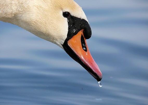 labuť Cygnus olor