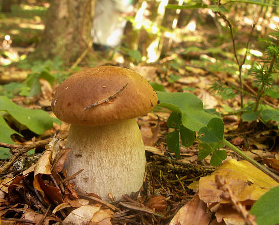 milááášik Boletus sp.