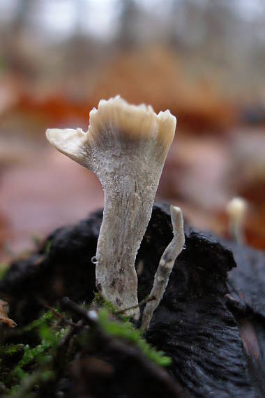 drevnatec parohatý Xylaria hypoxylon (L.) Grev.