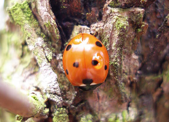 lienka sedembodková Coccinela septempunctata