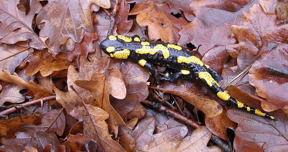 salamandra škvrnitá Salamandra salamandra