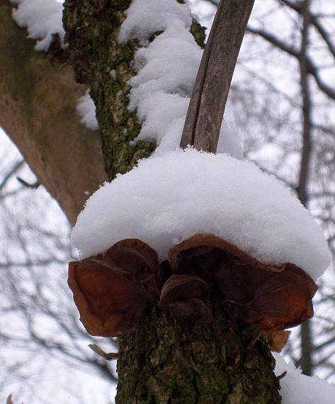 uchovec bazový Auricularia auricula-judae (Bull.) Quél.