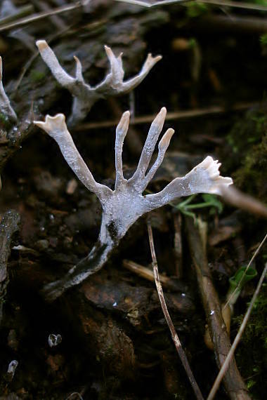 drevnatec parohatý Xylaria hypoxylon (L.) Grev.