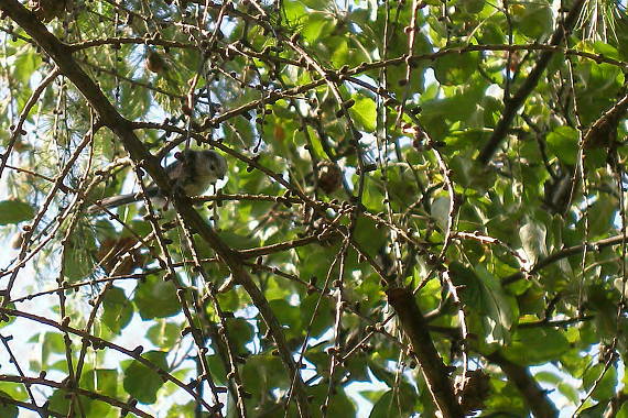 mlynárka dlhochvostá Aegithalos caudatus