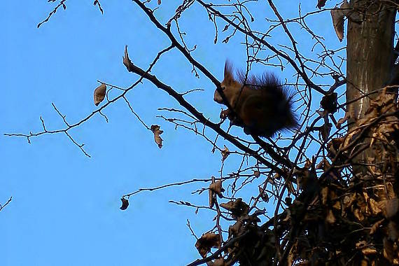 veverica stromová Sciurus vulgaris