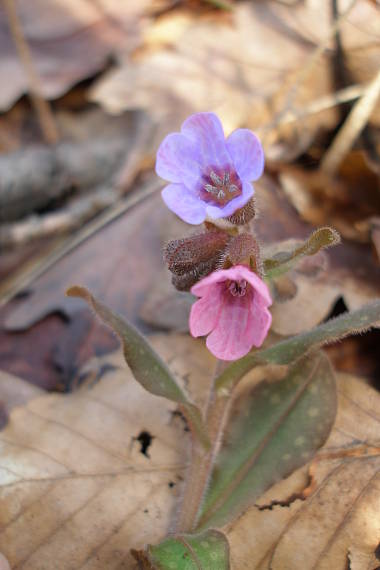 pľúcnik lekársky Pulmonaria officinalis L.