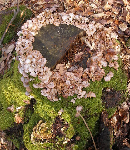 pňovka obyčajná Panellus stipticus (Bull.) P. Karst.