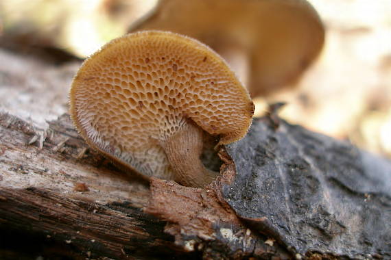 trúdnik zimný Lentinus brumalis (Pers.) Zmitr.